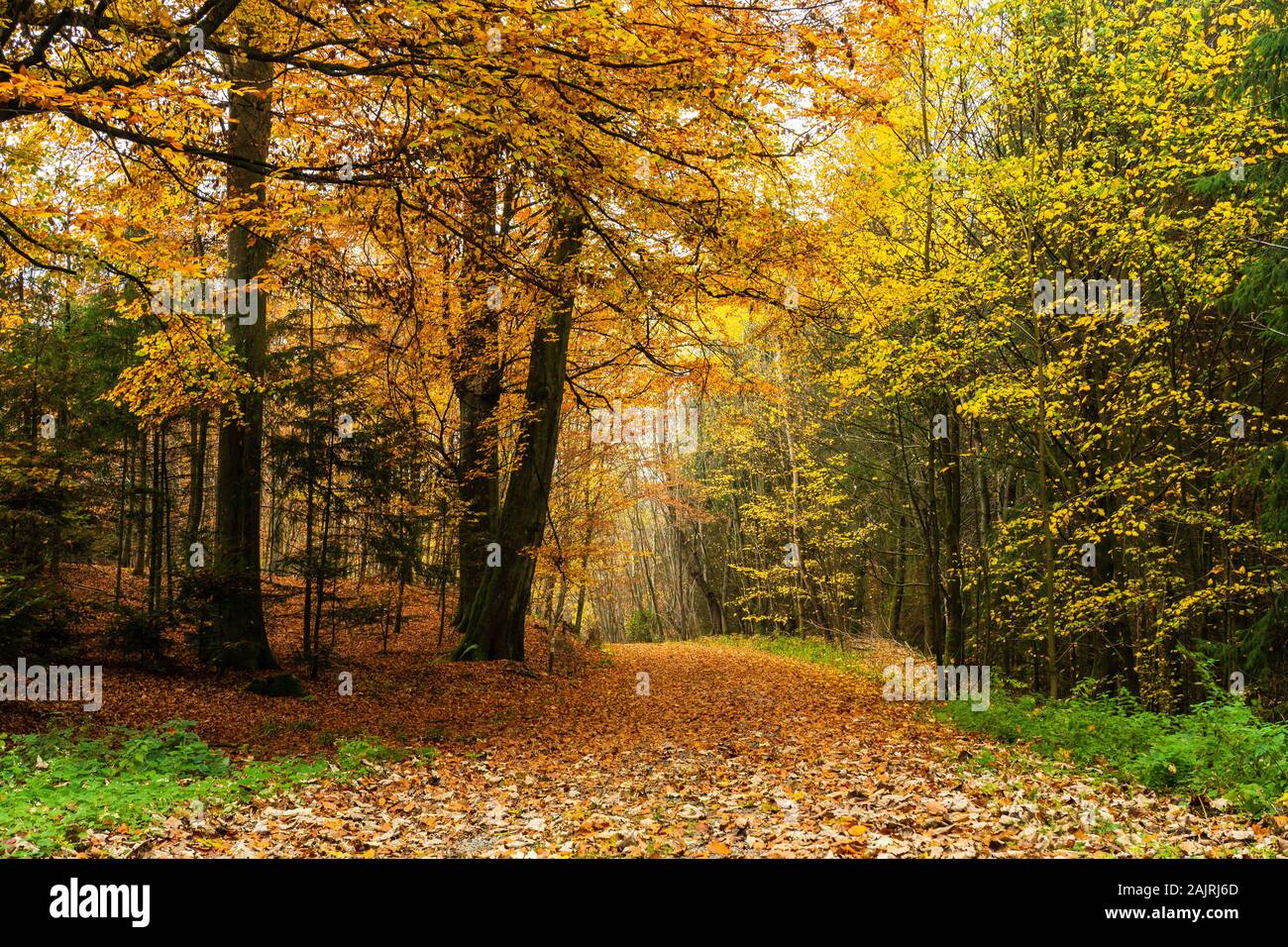 Trees spring summer autumn hi-res stock photography and images - Alamy