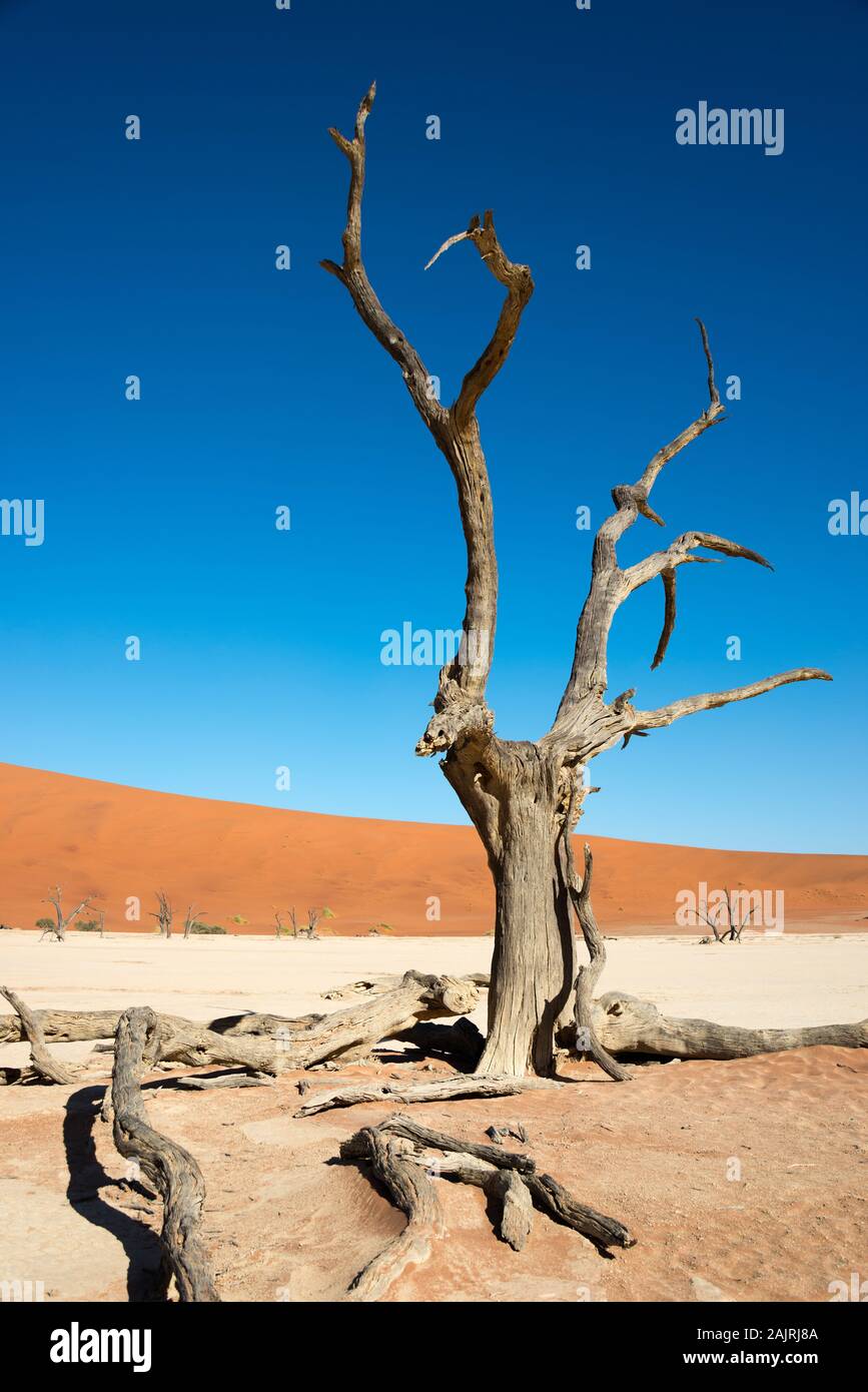 Abgestorbene Kameldornbaeume, Dead Vlei, Namib-Naukluft-Park, Namib-Wueste , Namibia / Namib-Wüste, Kameldornbäume, (Acacia erioloba) Stock Photo