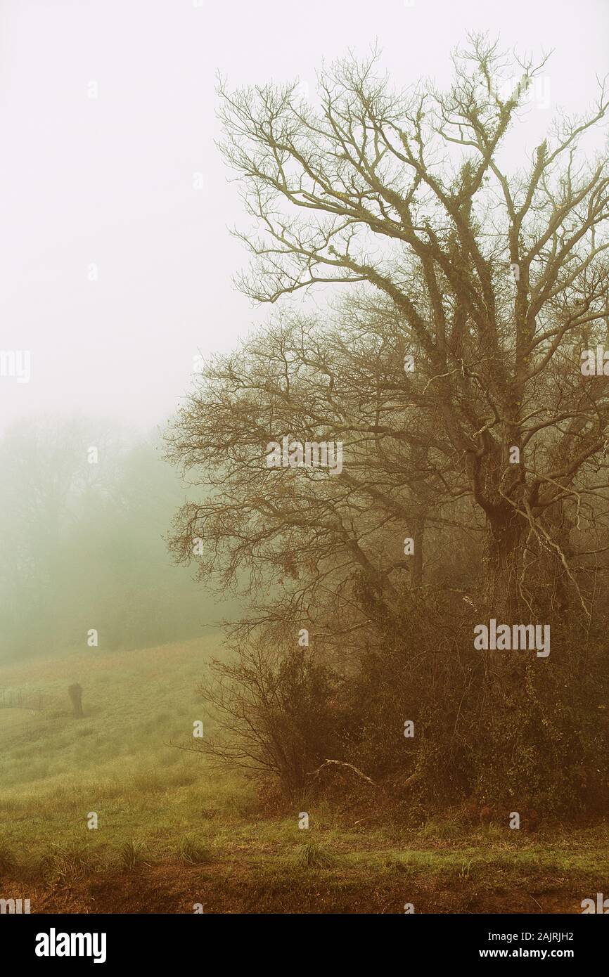 trees in the fog, france Stock Photo