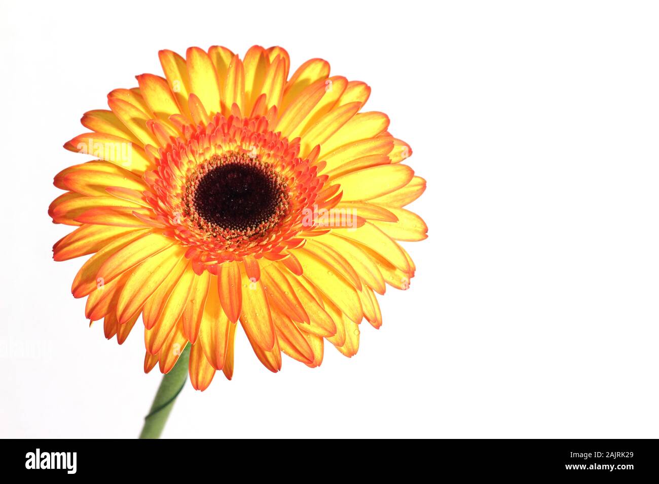 gerber daisy isolated on white background. Image contains copy space