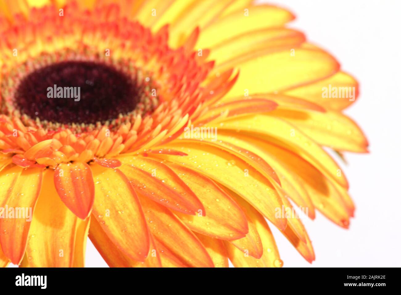 gerber daisy isolated on white background. Image contains copy space
