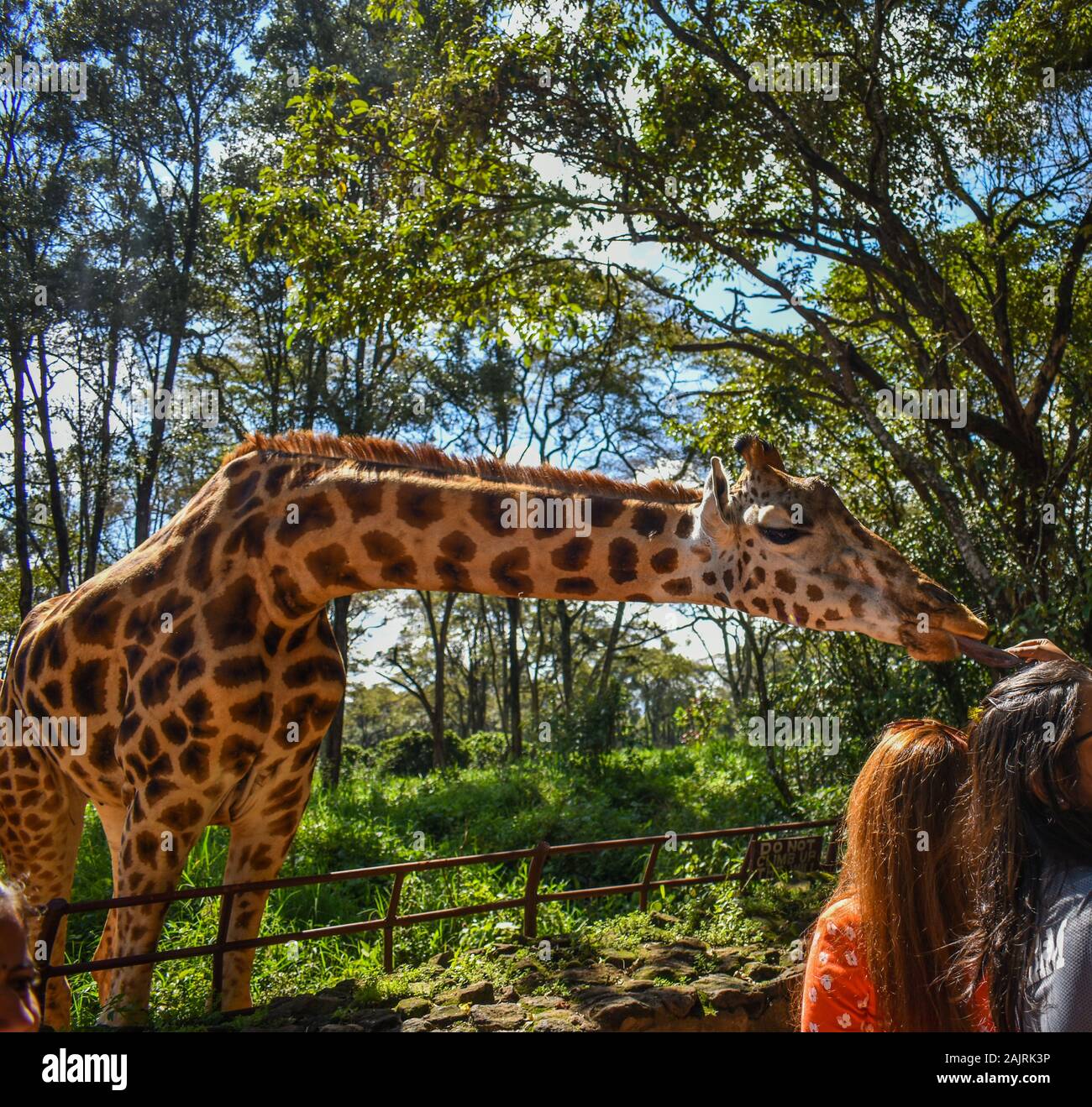 A group of women tourists feeding a Rothschild giraffe at giraffe center in Nairobi Kenya. this species of giraffe is threatened in the wild. Stock Photo