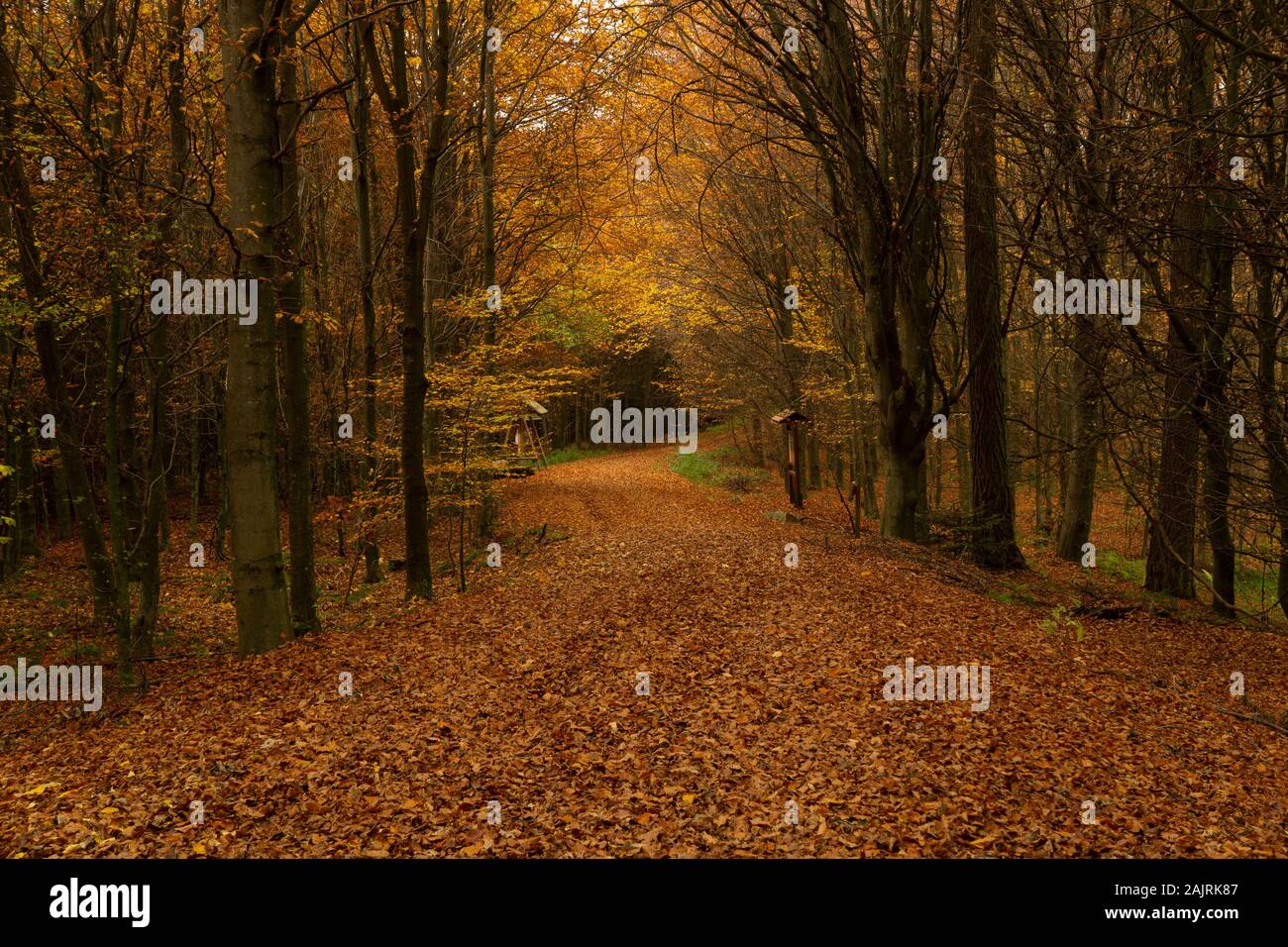 Summer trees wood hi-res stock photography and images - Alamy