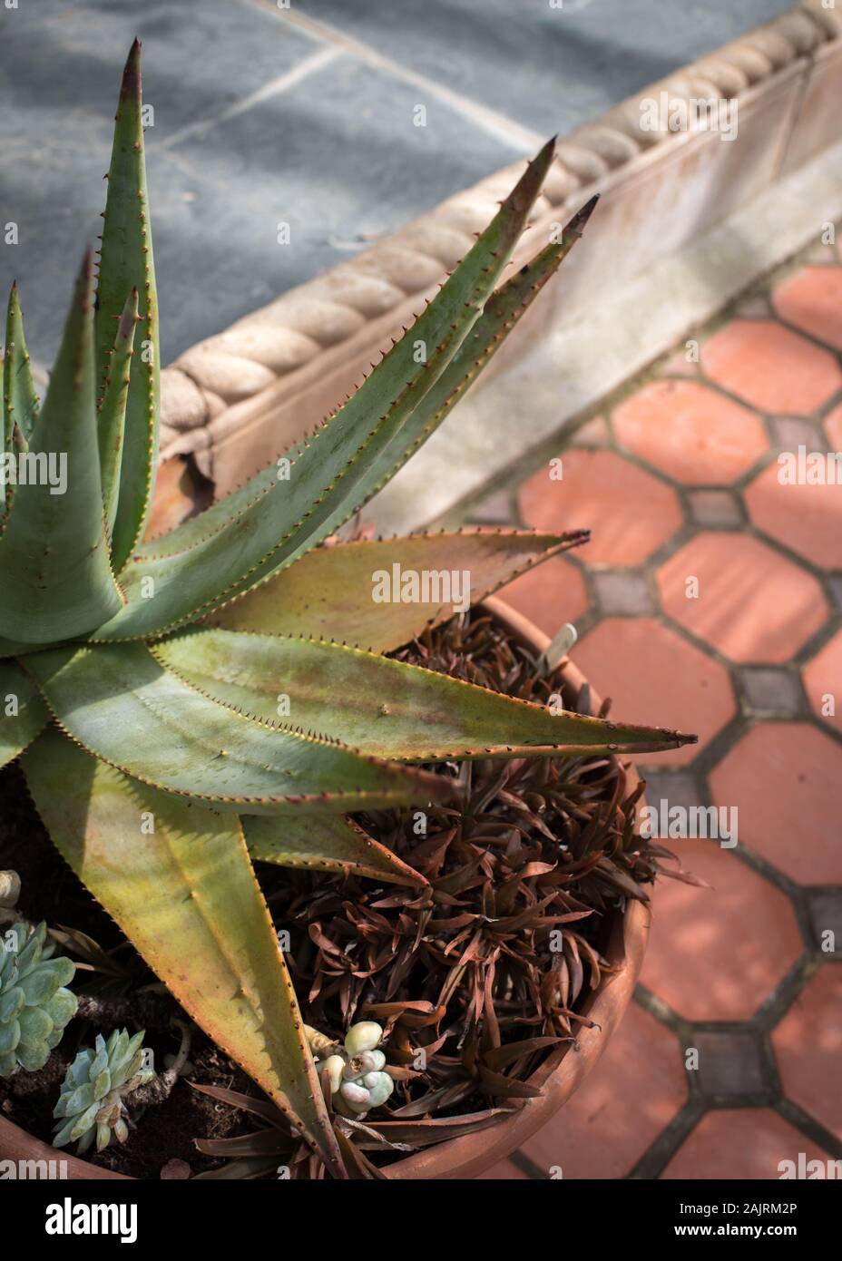 aloe vera drink erfahrungen Bio Aloe Vera Saft – Natürlicher Vital-Drink für Dich main image 0