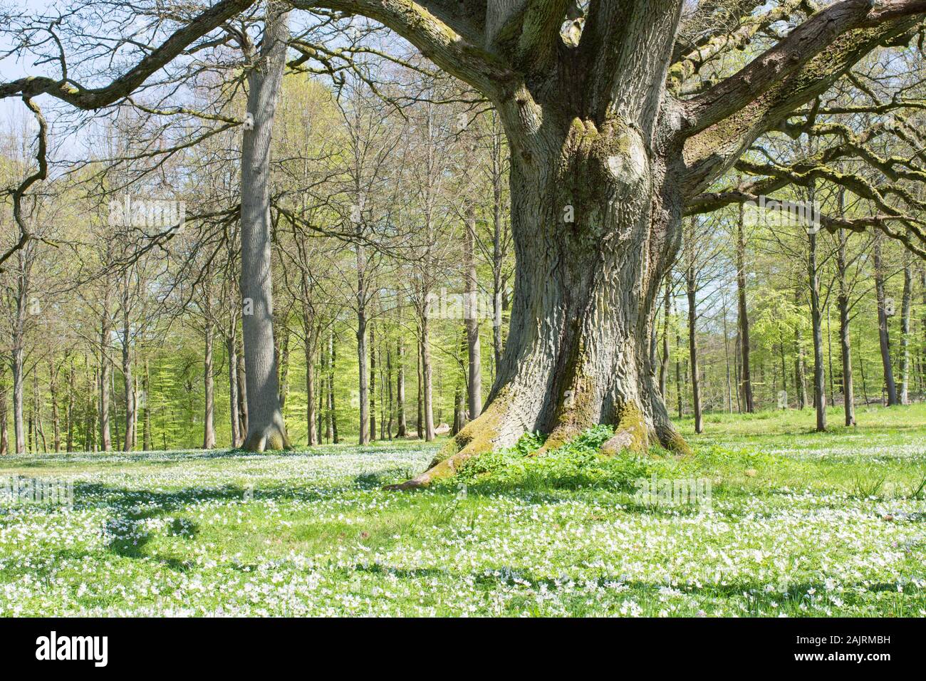 Big old oak tree in spring in the park of Fredensborg palace in Denmark ...