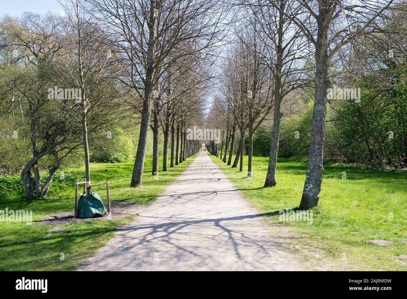 Alley of trees in a park in Fredensborg park, in Denmark in spring Stock Photo
