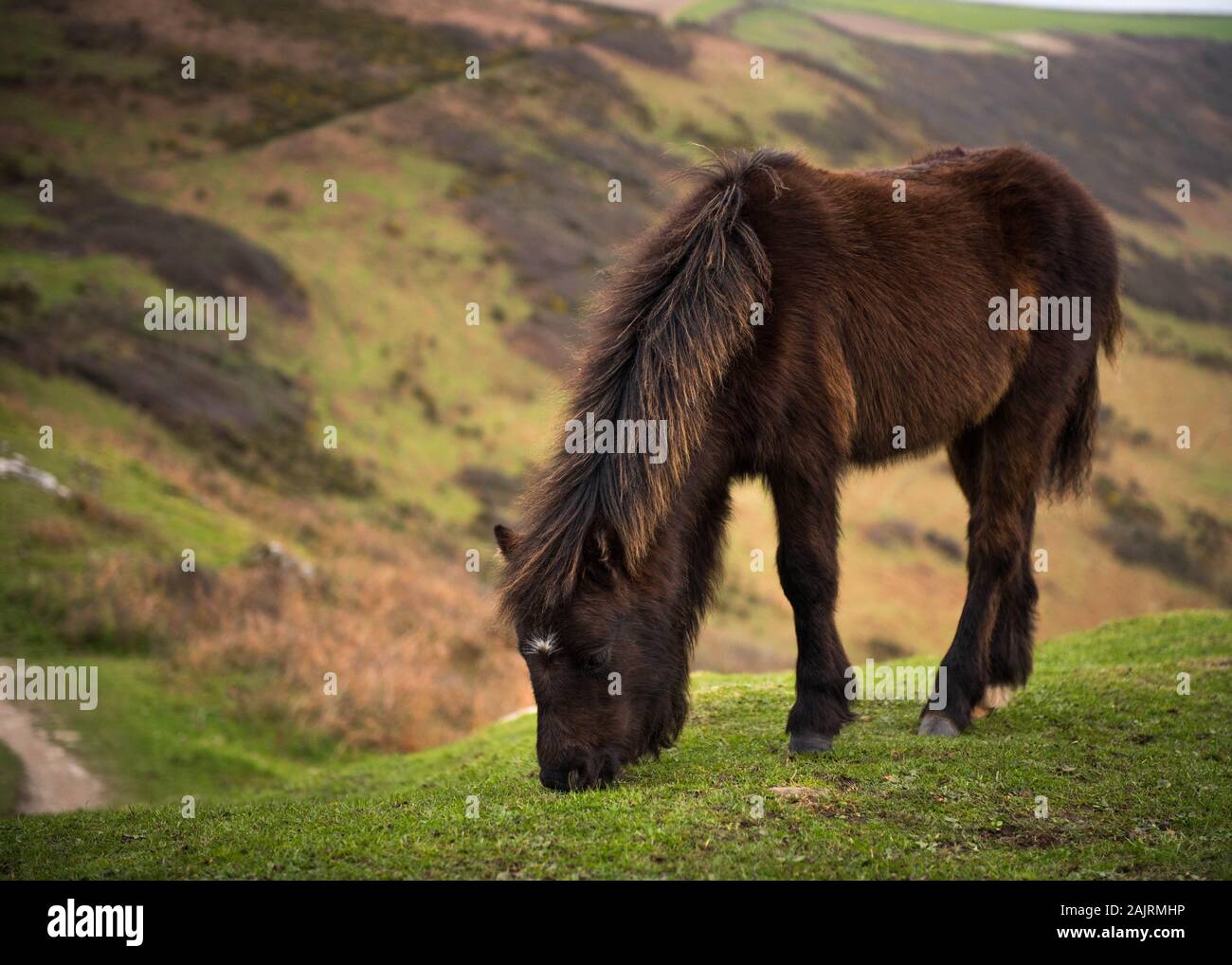 Dartmoor Pony grazing on Dartmoor - 2017 Stock Photo