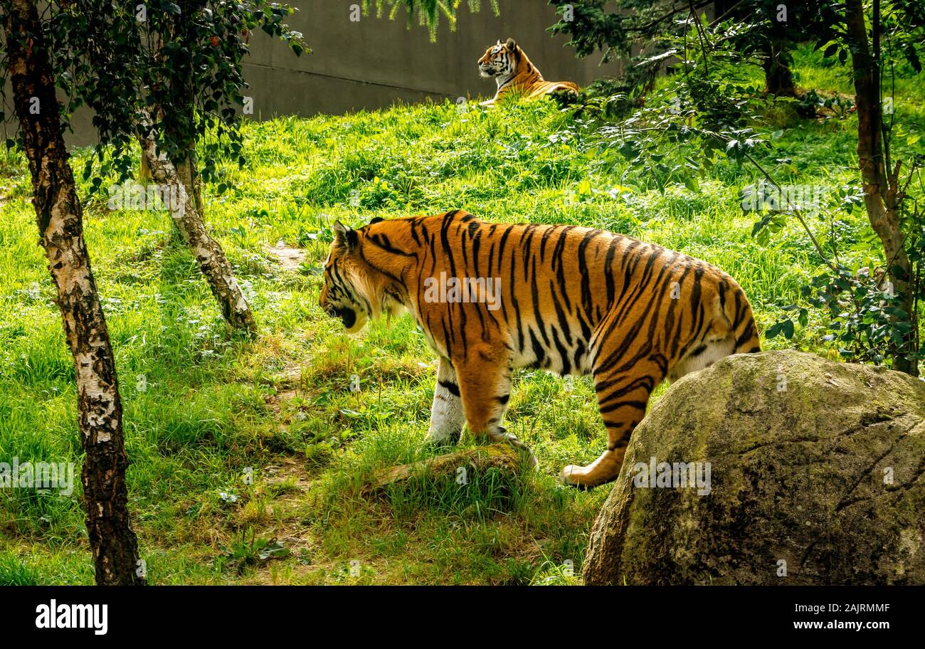 Two beautiful large Amur Tigers, Panthera Tigris Altaica, in their habitat in Dublin zoo, Ireland Stock Photo