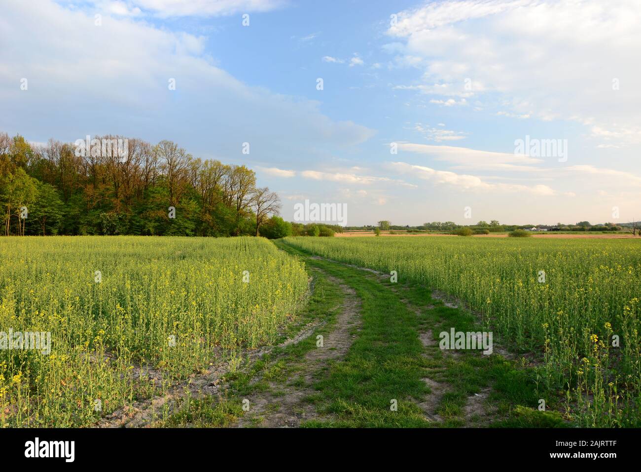 Road through green fields Stock Photo - Alamy