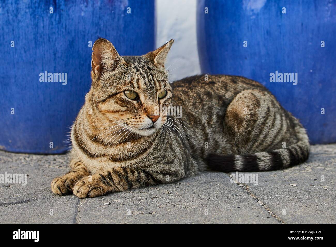 tabby cat lying outdoors on the ground Stock Photo