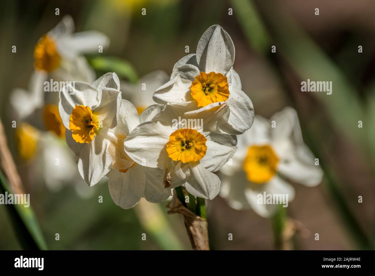 White with a yellow center daffodils clustered together on a sunny day in springtime closeup Stock Photo