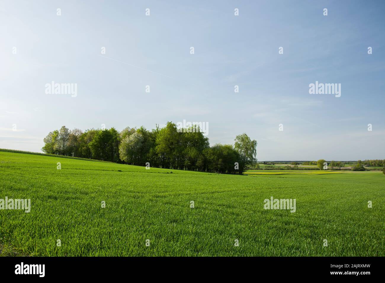 A group of trees in the meadow Stock Photo