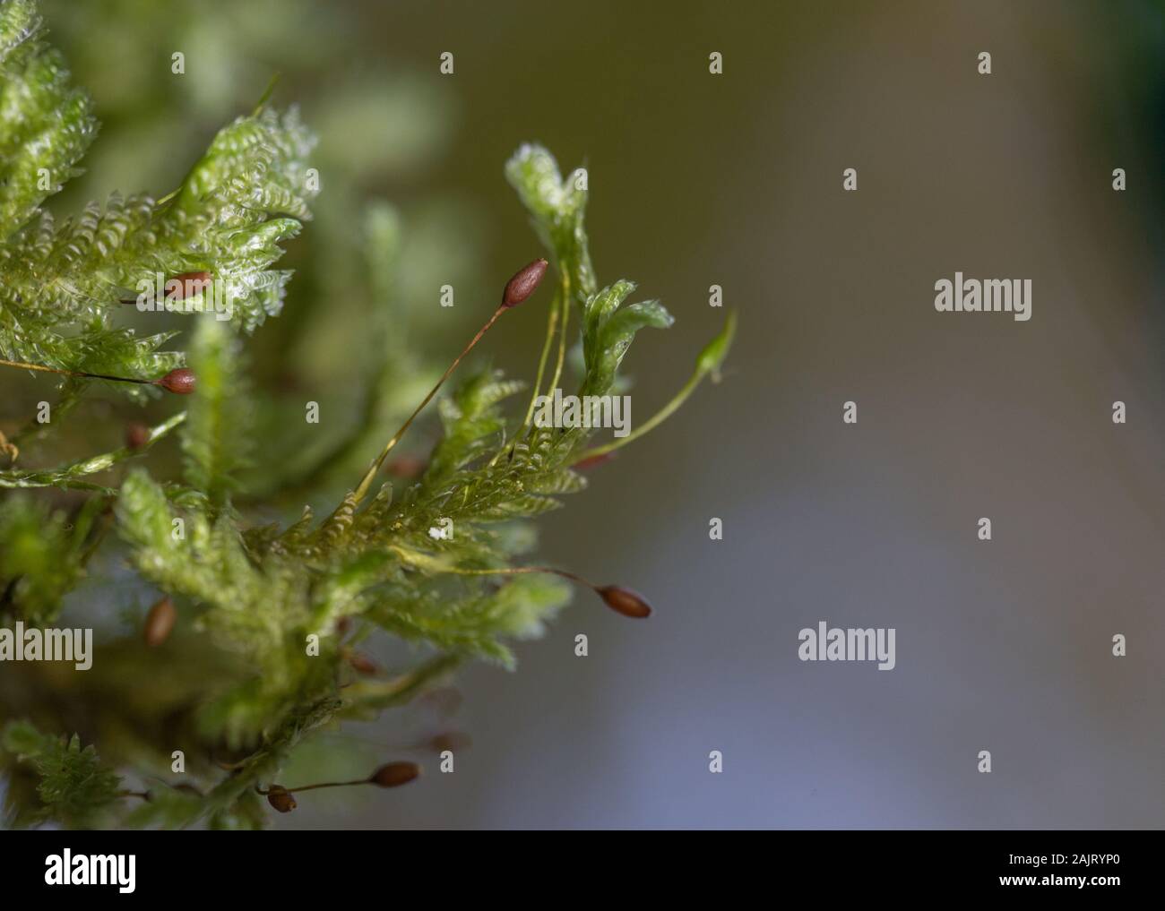 Moss Neckera pumila in old-growth primary forest in Carpathian Mountains. Macro photo. Stock Photo