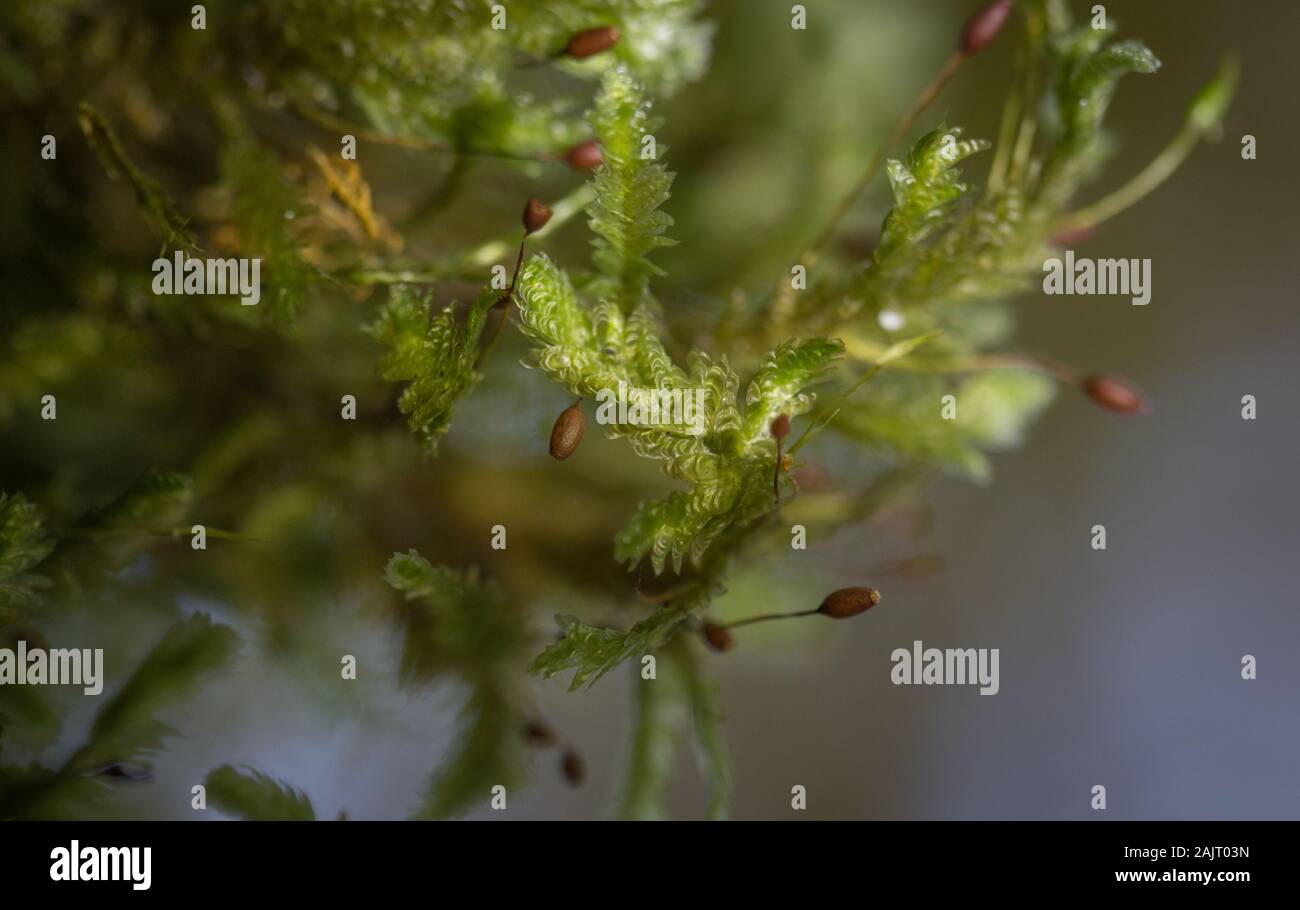 https://www.alamy.com/moss-neckera-pumila-in-old-growth-primary-forest-in-carpathian-mountains-macro-photo-image338587753.html