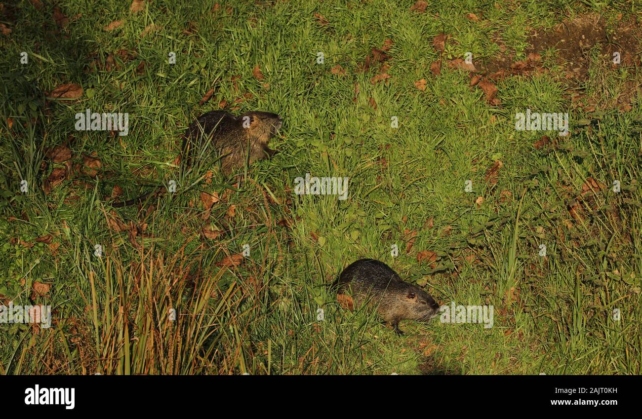 Rodent incisor teeth hi-res stock photography and images - Alamy