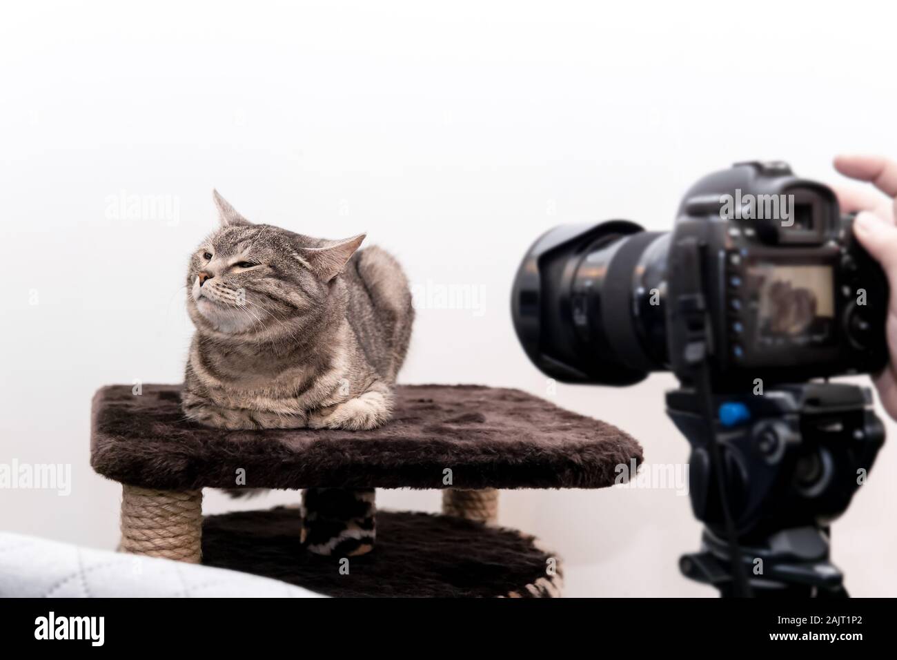 the cat in the studio contemptuously turns away from the camera, does