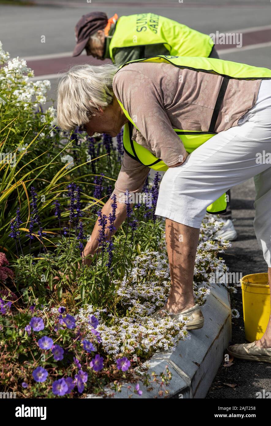 Volunteers in Sunapee NH. Keeping the harbor pretty with flowers. Woman's Club members take turns every month keeping the downtown pretty with flowers. Stock Photo