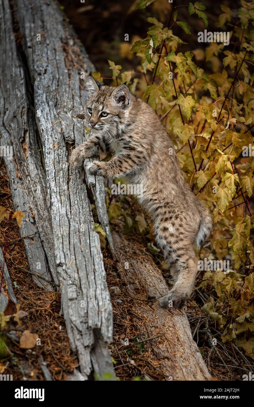 Bobcat Kitten Stock Photo Alamy