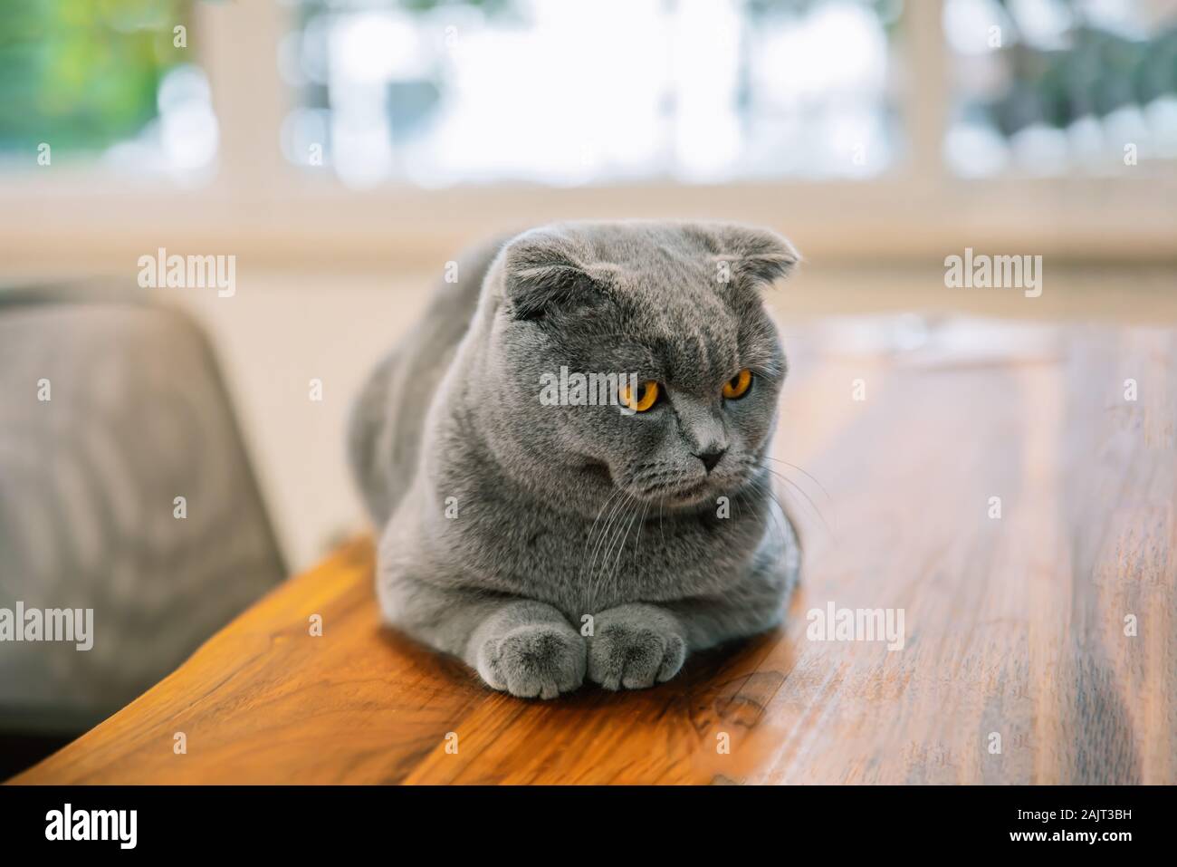 British Shorthair Portrait Adult Stock Photos British Shorthair