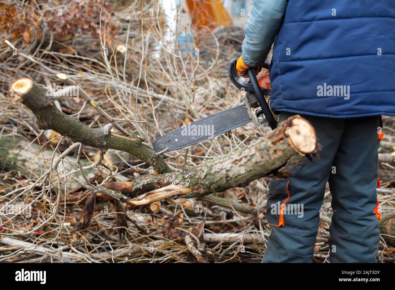 a-utility-worker-is-cutting-large-tree-branches-trimming-tree-branches