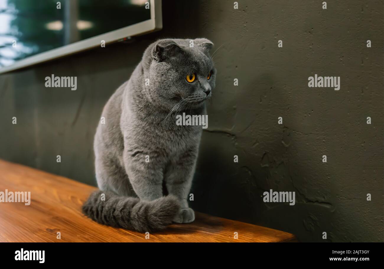 Scottish Fold Cat White Stock Photos Scottish Fold Cat White
