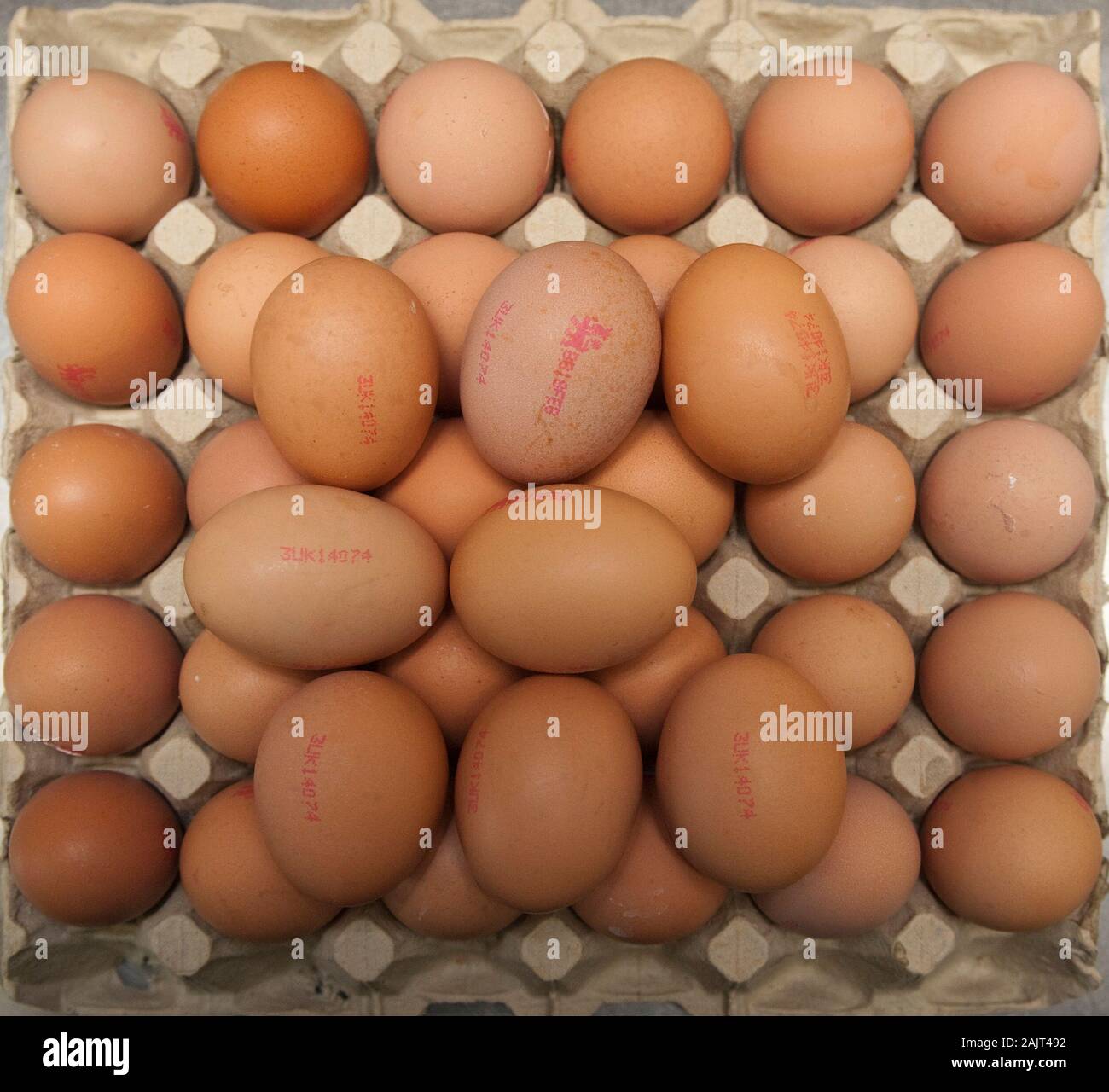 Twin shells hires stock photography and images Alamy