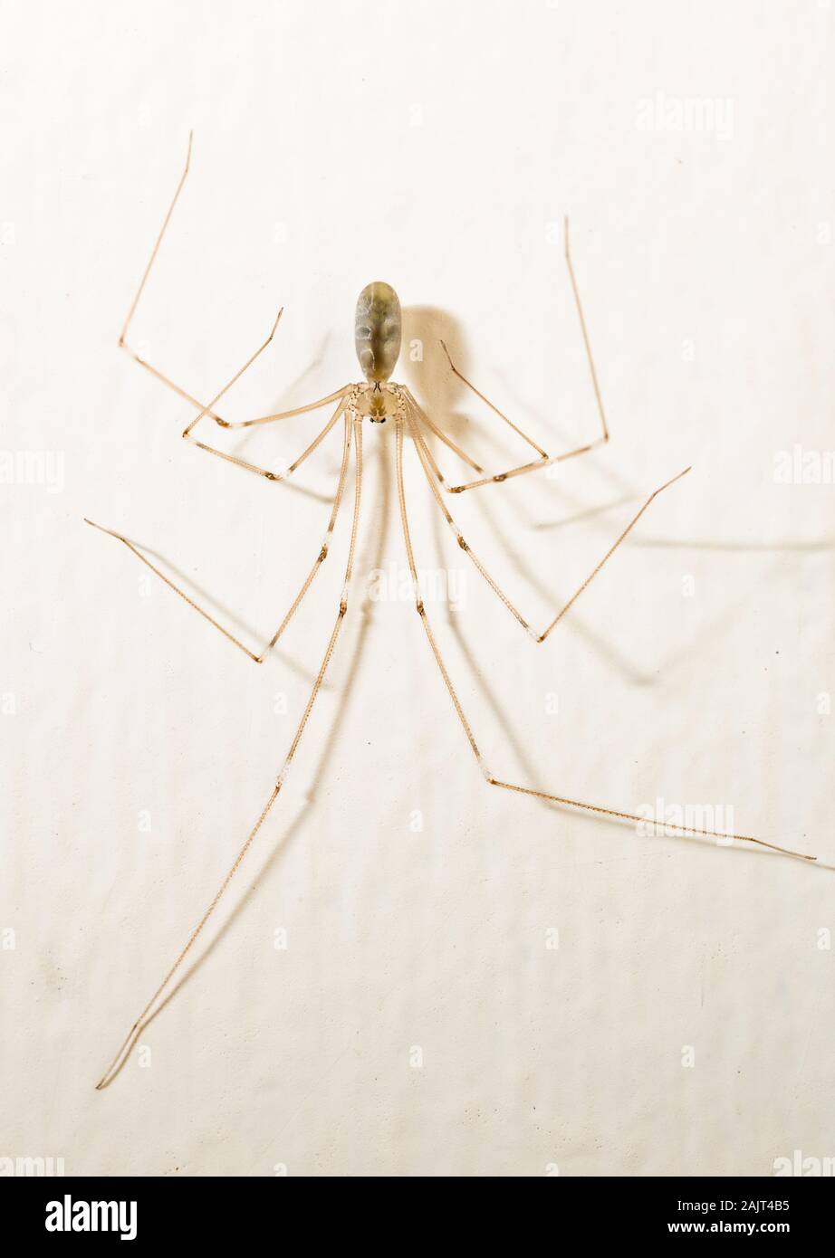 Cellar spider (Pholcidae) on a wall inside a house. Stock Photo