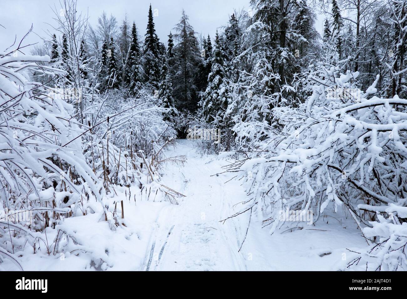 A snowmobile trail in the Adirondack Mountains, NY USA after a fresh snowfall. Stock Photo