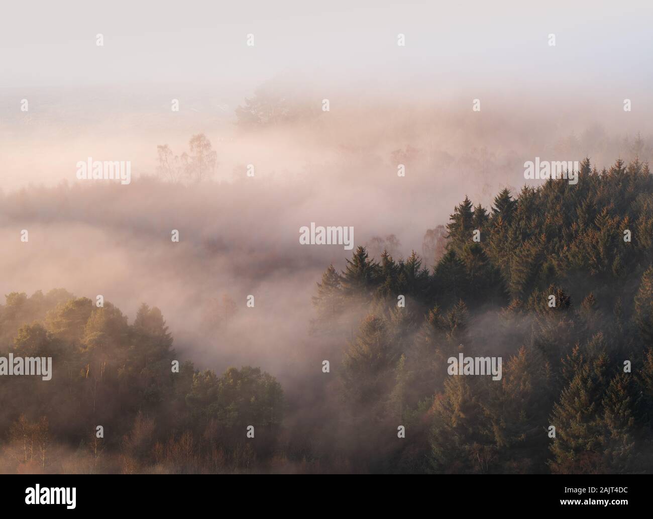 Layers of mist envelop a mixed pine and silver birch forest at sunrise, Portmoak Moss, Kinross-shire, Scotland, UK. Stock Photo