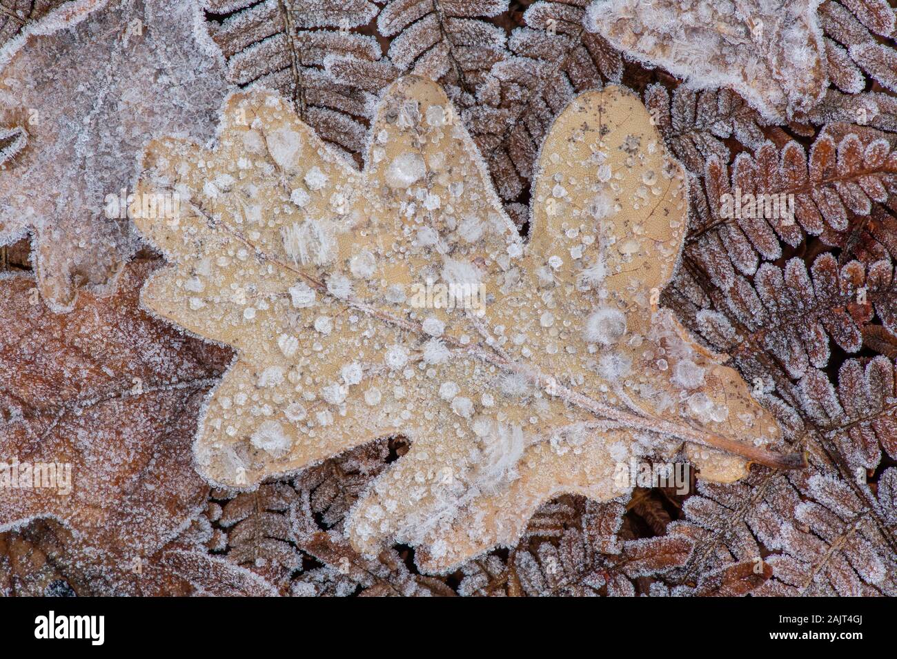 English Oak Leaf High Resolution Stock Photography and Images - Alamy