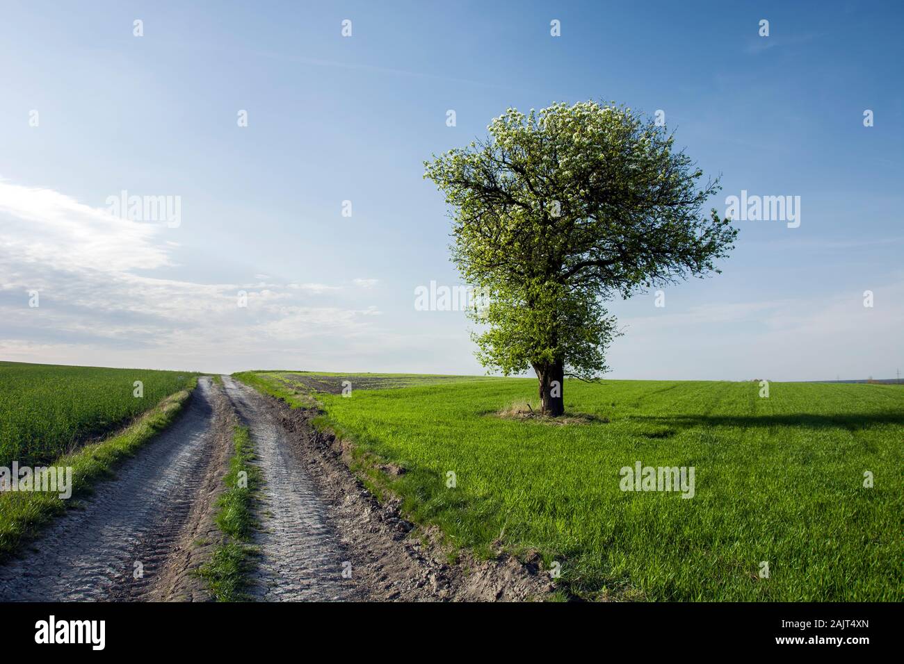 Lonely tree road hi-res stock photography and images - Alamy