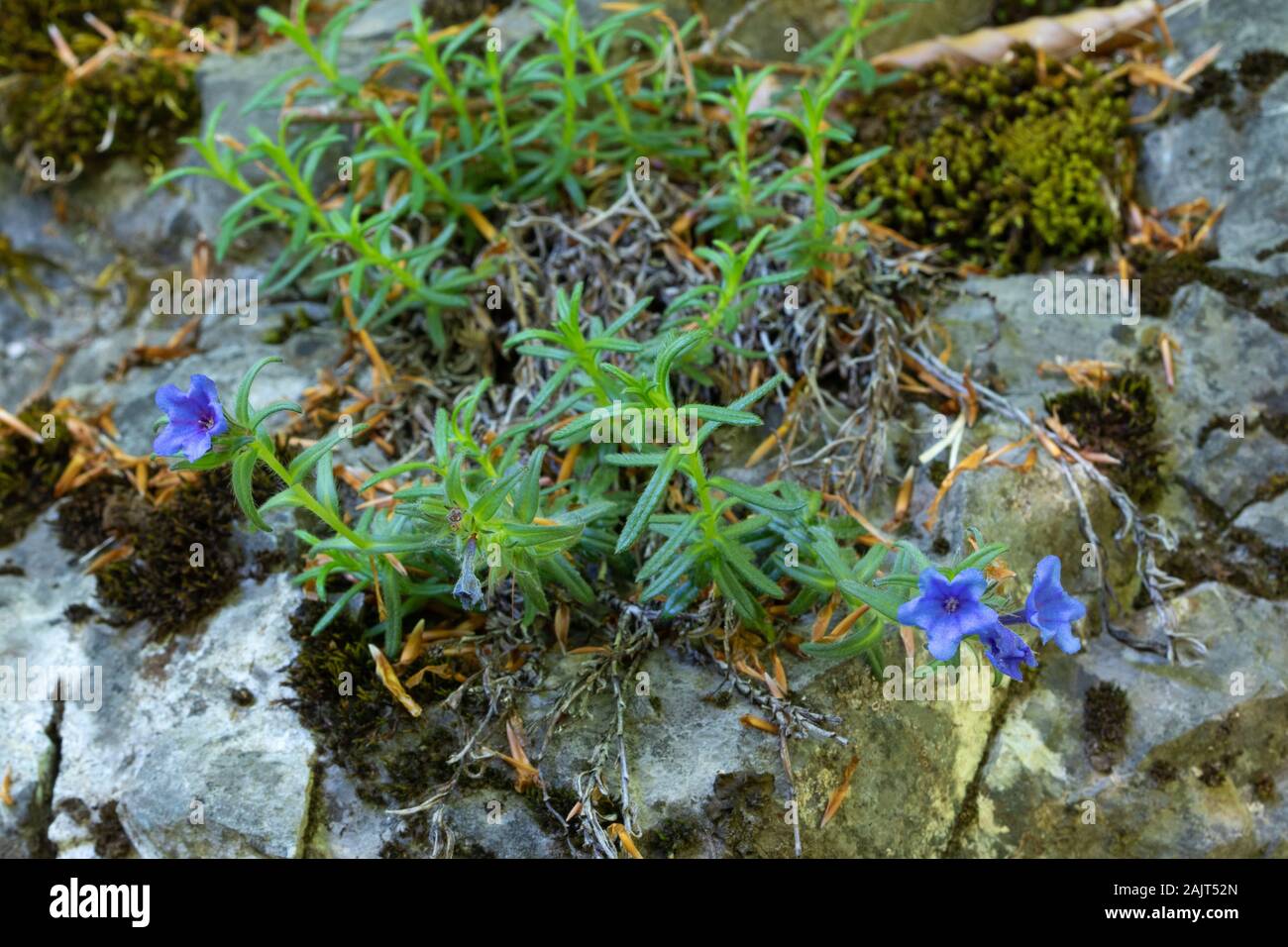 Flowers of Lithodora diffusa/prostrata Stock Photo