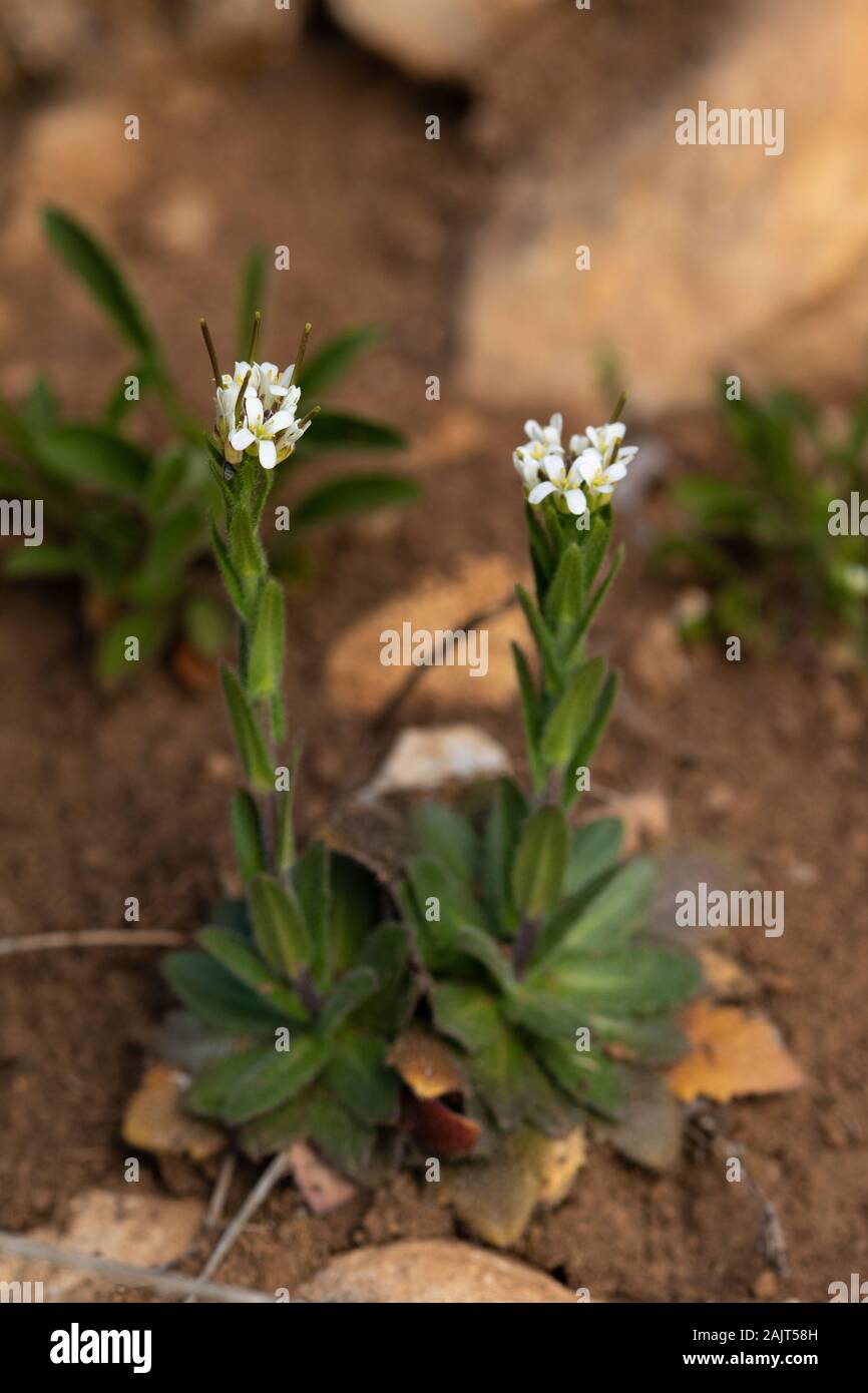 Arabis sp. (Brassicaceae) flowers Stock Photo
