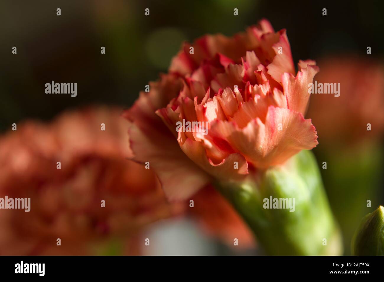 Carnation orange flower Stock Photo Alamy