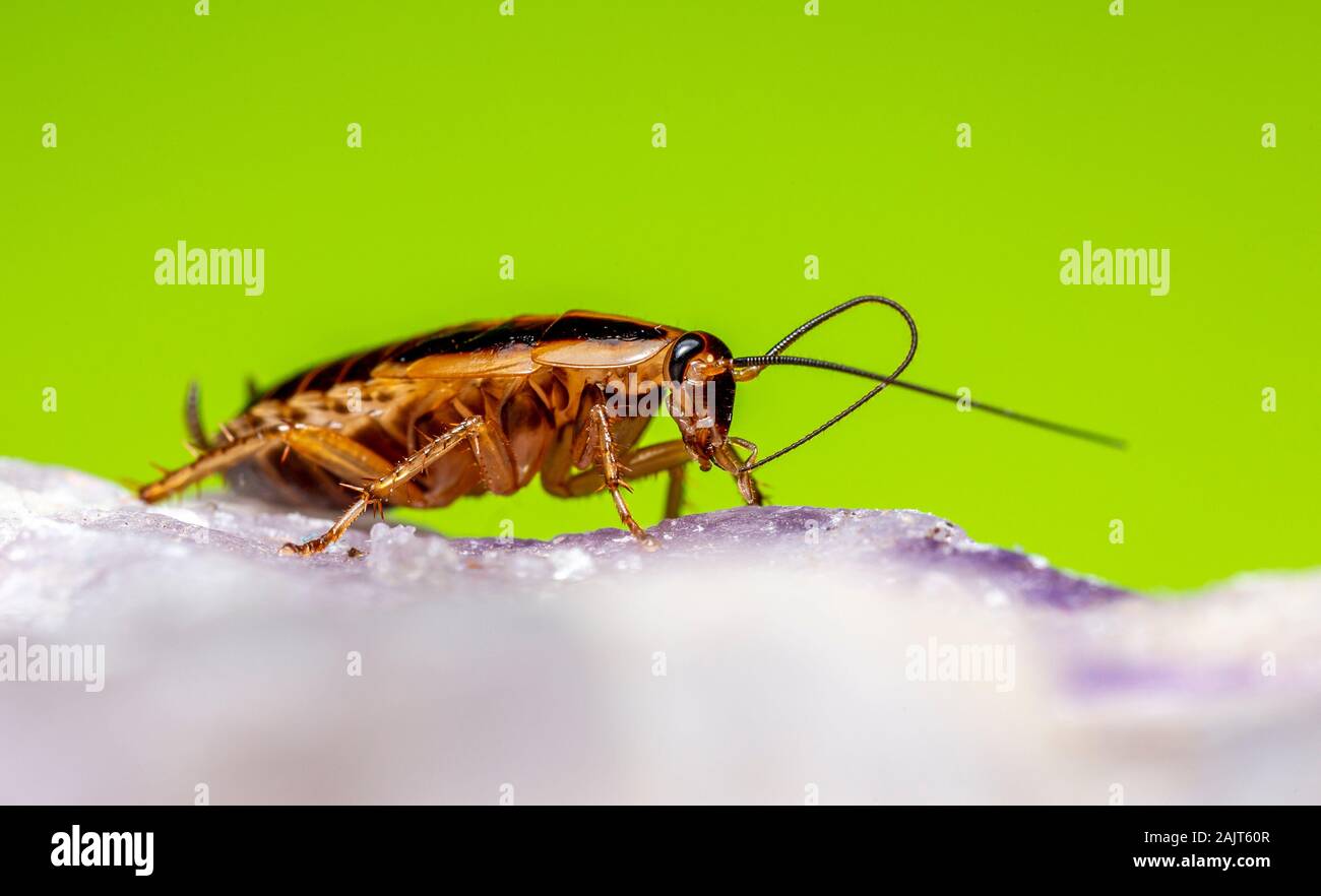 Cockroach blattella germanica hi-res stock photography and images - Alamy