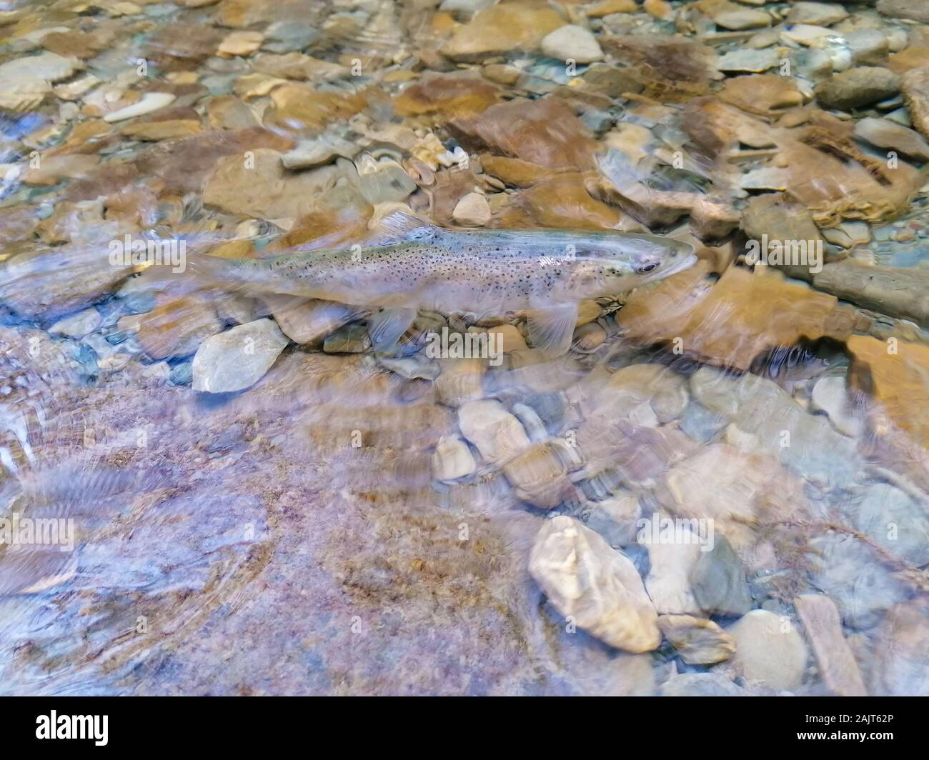 Wild brown trout, Salmo trutta, swimming in a river small stream in clean shallow water. Stock Photo