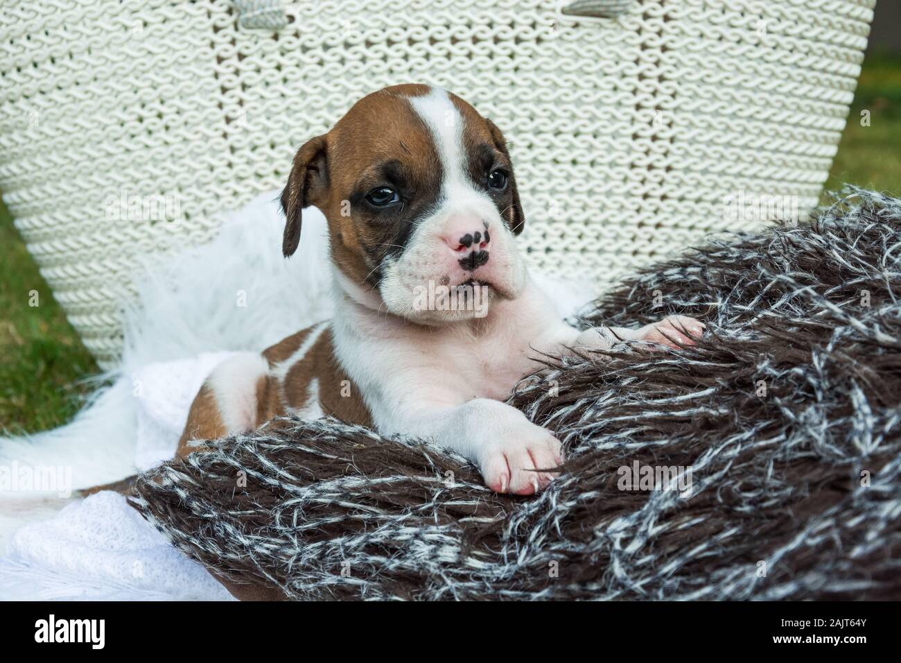 Small lying dog boxer in patches Stock Photo
