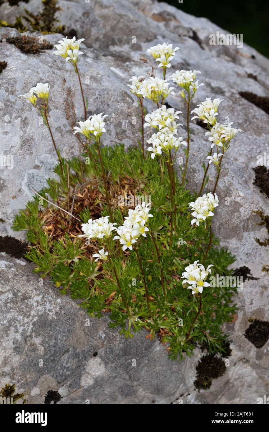 Saxifraga trifurcata growing on a granite rock Stock Photo