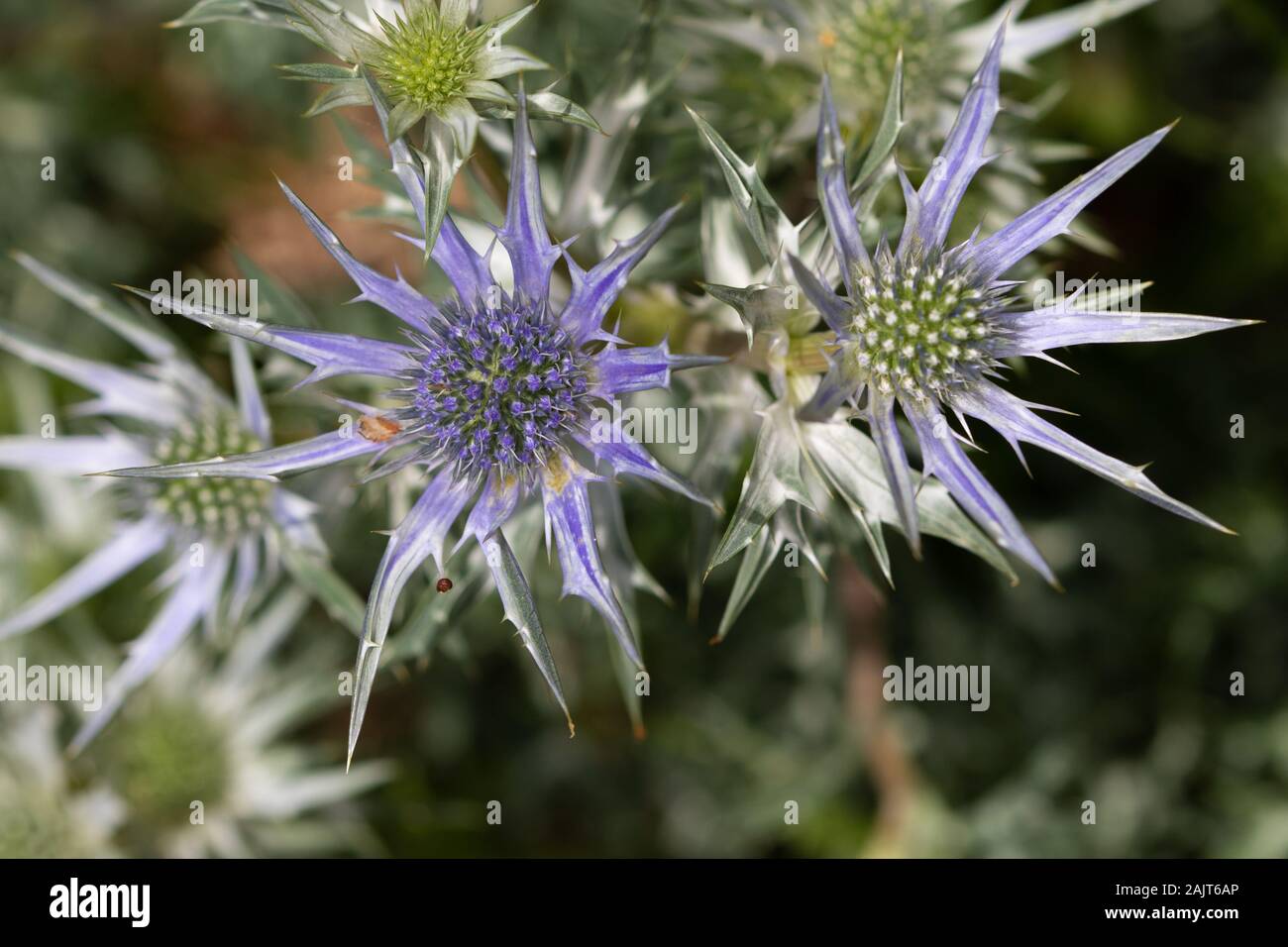 Mediterranean Sea Holly (Eryngium bourgatii) flowers Stock Photo Alamy