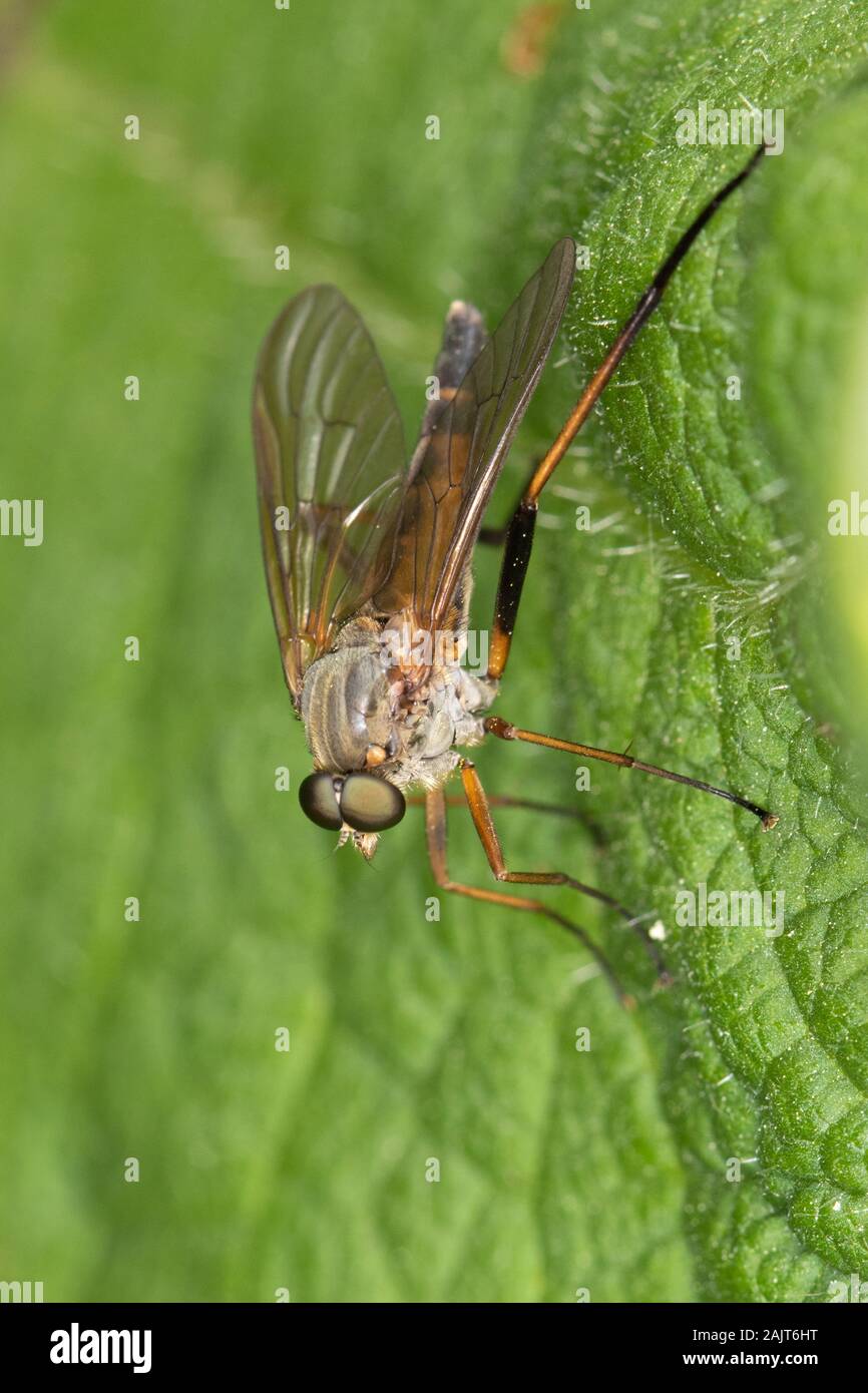 Downlooker Snipefly (Rhagio scolopaceus) Stock Photo