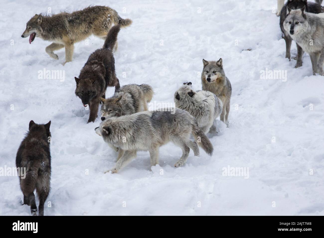 wolf pack in winter Stock Photo