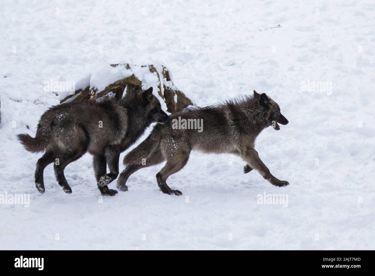 wolf pack in winter Stock Photo Alamy
