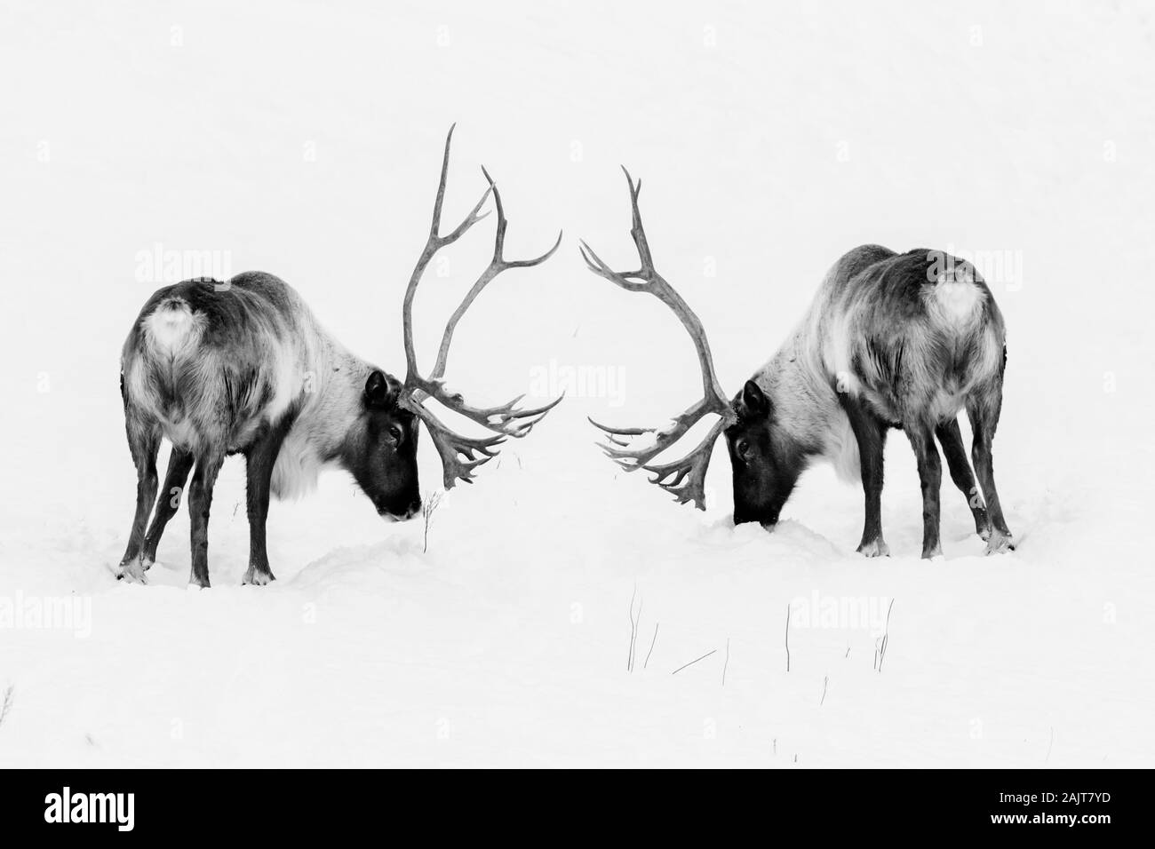 Caribou Black and White Stock Photos & Images - Alamy