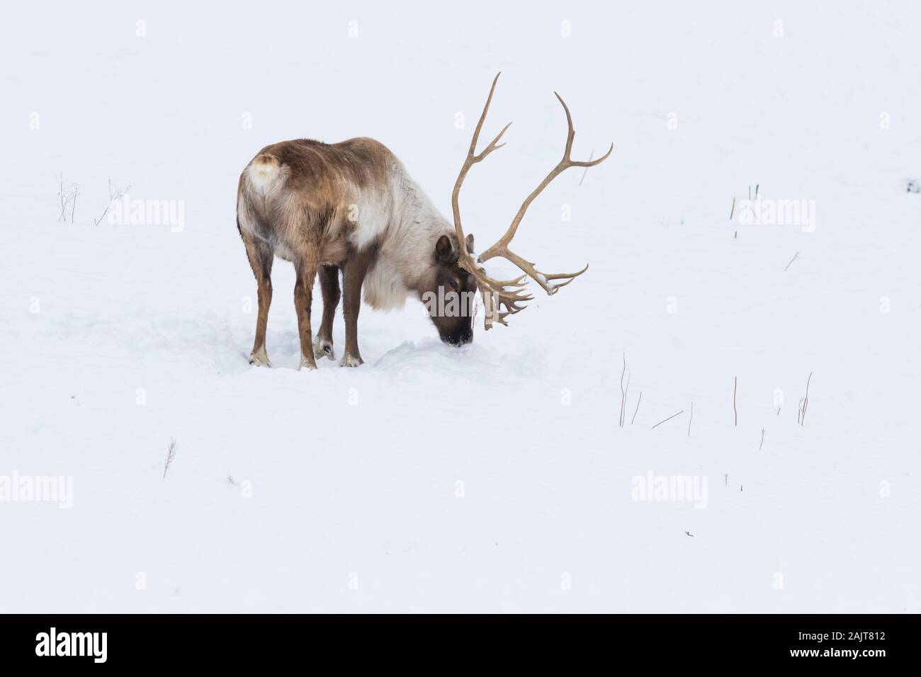 Boreal woodland caribou in winter (Rangifer tarandus caribou) Stock Photo