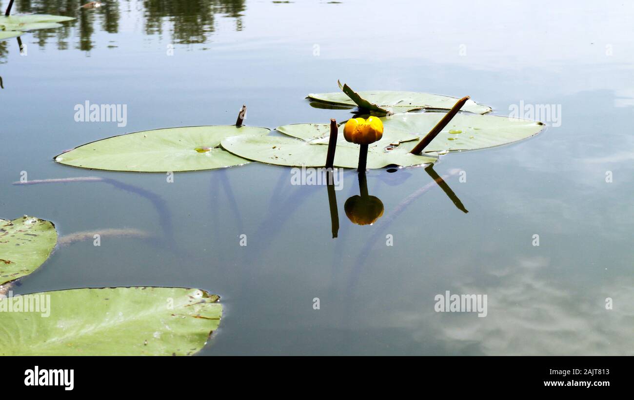 Flat still marsh water hi-res stock photography and images - Alamy