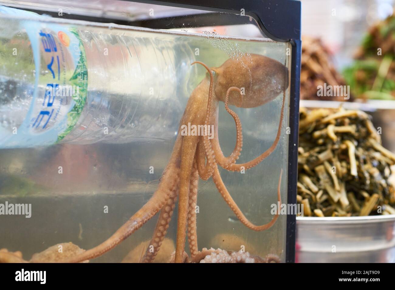 The common octopus, Octopus Vulgaris, in a small aquarium at the Gwangjang Market in Seoul, South Korea, waiting to be turned into a meal. Stock Photo