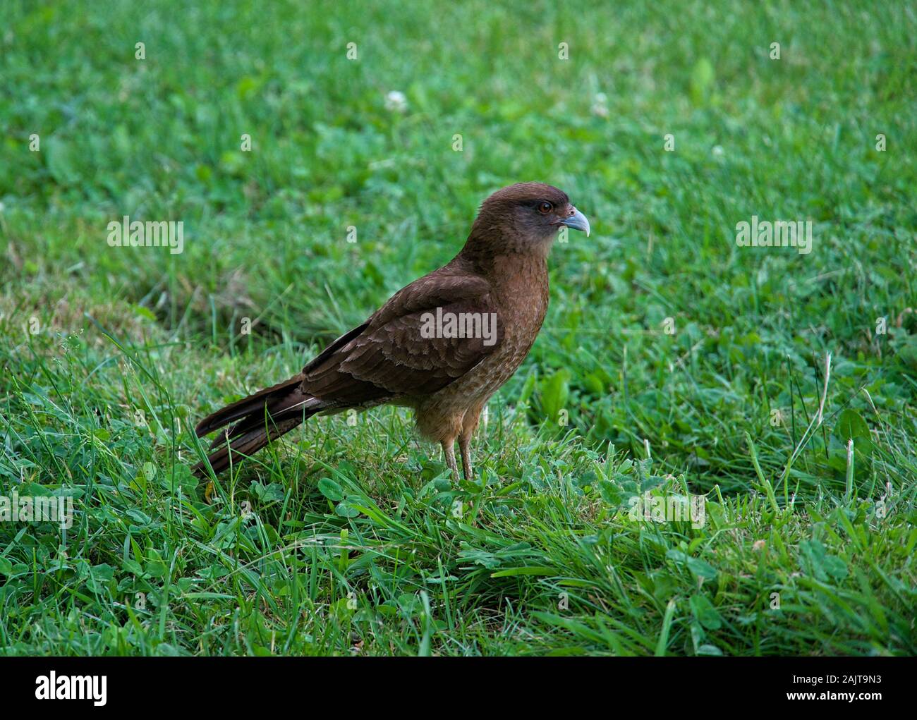 Hawk on grass Stock Photo
