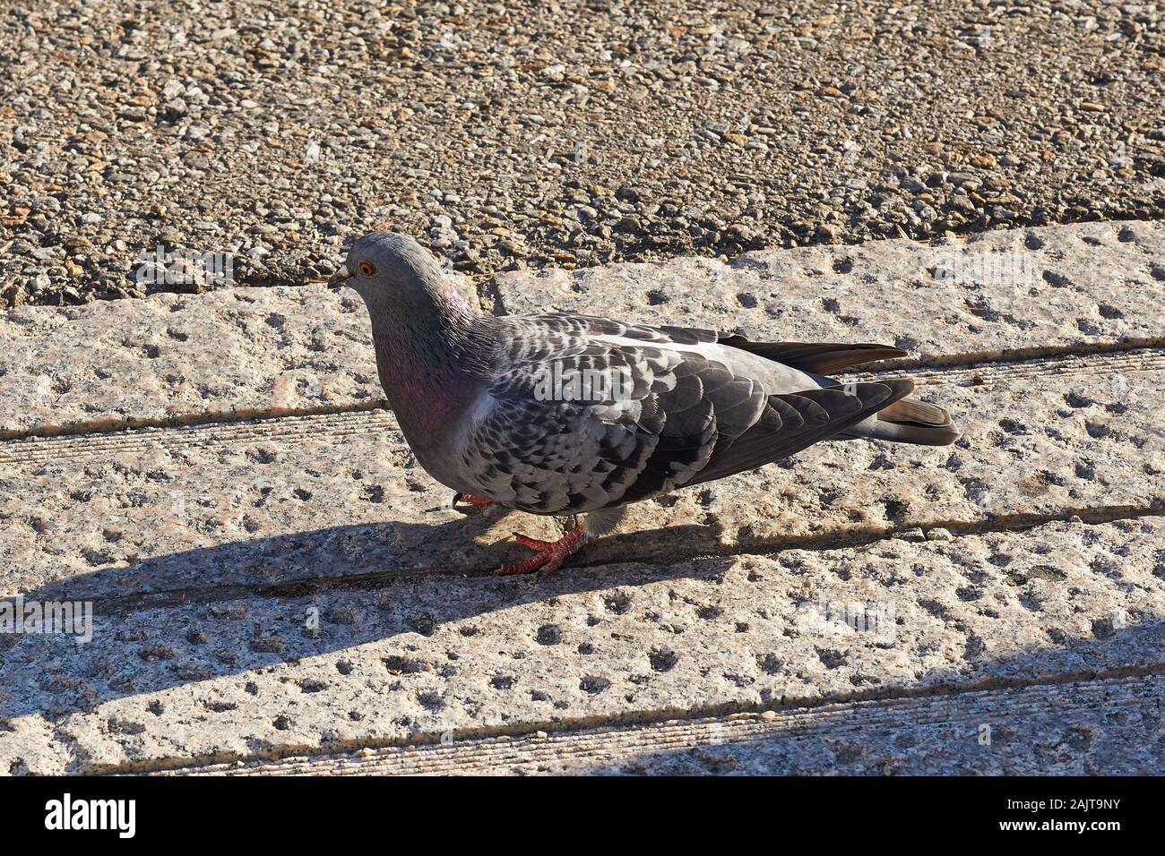 A rock dove (rock pigeon, common pigeon) with some iridescent purple feathers on its neck walks on a stone path in Seoul, South Korea. Stock Photo