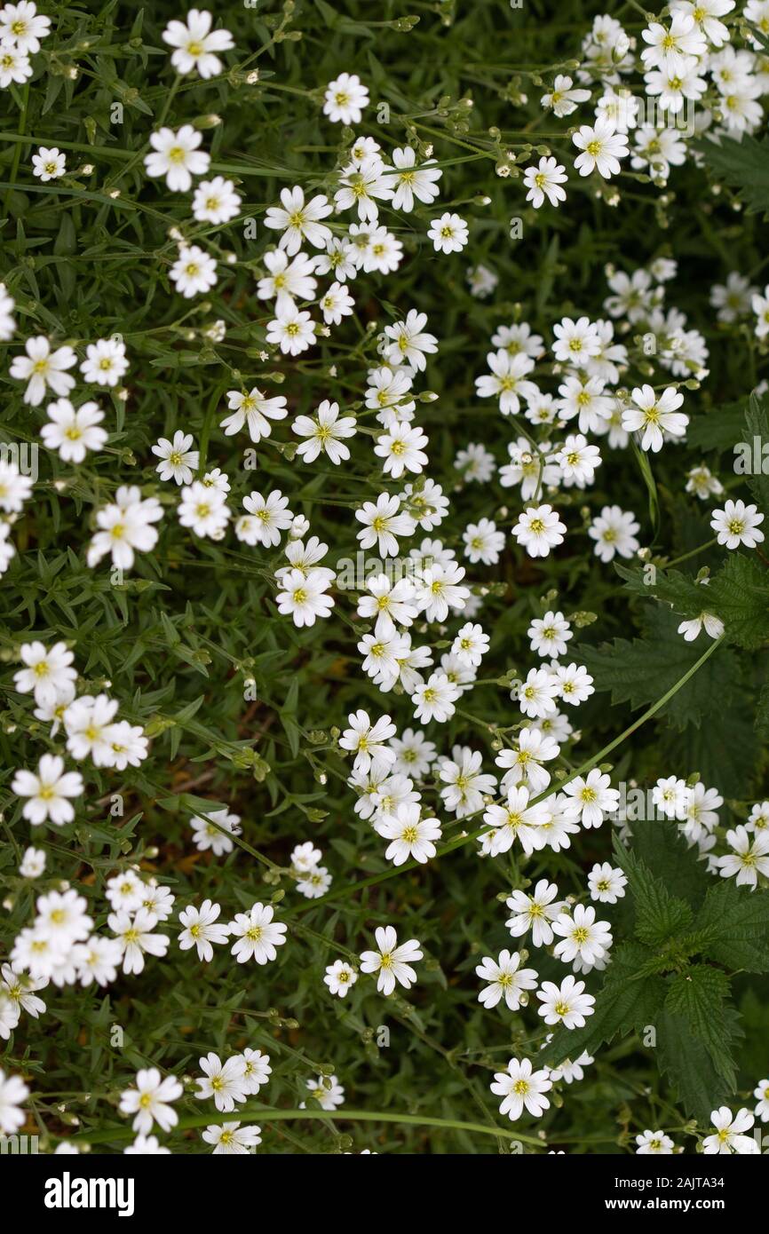 large group of Greater Stitchwort (Stellaria holostea) flowers Stock Photo