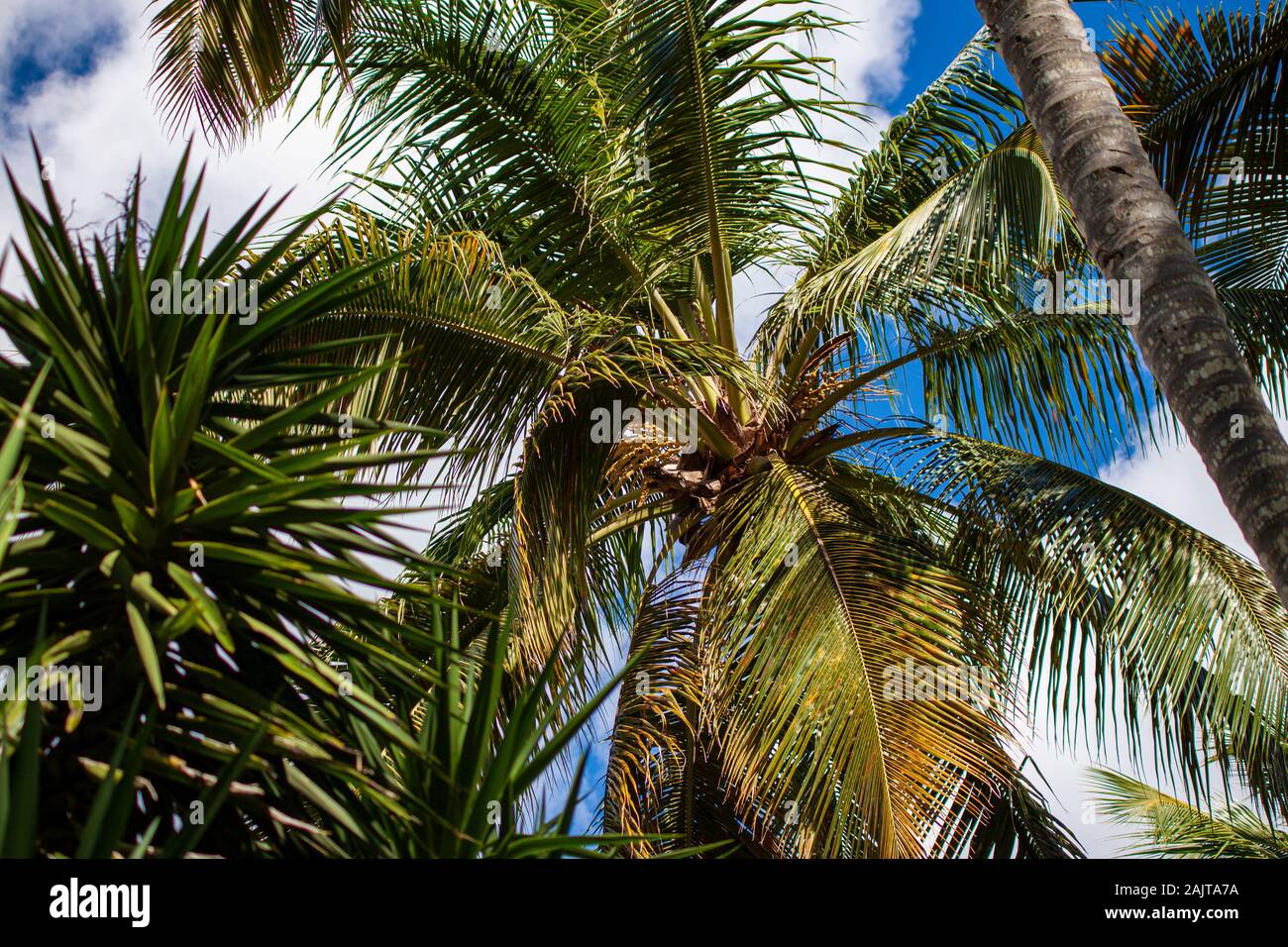 Dominican Palm tree 6 Stock Photo